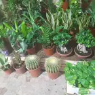 منسق حدائق وتركيب شبكات الري العادي والاتمتك