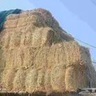 رودس القصيم