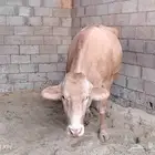 بقرة دنماركيه