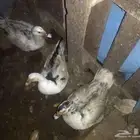 ذكر بط للبيع مصري وثلاث اناثي