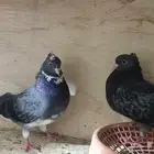 زوج قطيفي خالد الدخيل
