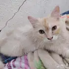 بسه الايف يجي معه قفص   حقت اكل النوع انثه