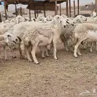 ضان خلفات