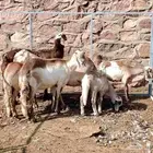 4 سواكن مقنى
