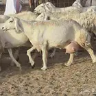 غنم خلفات