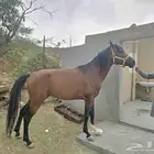 حصان شعبي للبيع