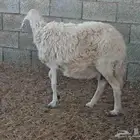 شاة حرية للبيع