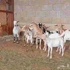 جنوبي متابيع