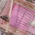 للبيع مجموعه من الطيور