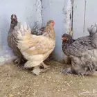 دجاج براهما ماشاء الله تبارك الله للقاني