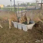 عجول عجلين فواخر