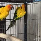 للبيع جوز صن كنيور منتج شرط