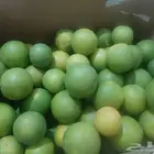 برتقال ويوسفي وليمون من المزرعة الكليو ب10