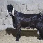 تيوس ذبايح فل الفل ومشاريع فحول حسب الطلب