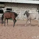 افراس للبيع