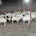 رخال بلدي صنف فاخر شعره وجروم ناهيه
