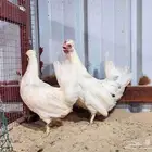 دجاج حباحب