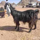 معزاء عوارض