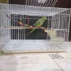 ببغاء دره هندي