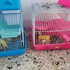 6 همسترات مع قفص كبير وقفصين ظغار