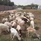 رخال بلدي