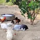 الدجاج والحجل للبيع