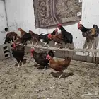 ديوك فرنسي