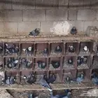 عشة قطايف زرق ازوج منتجه العدد يقارب 20