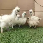 فروخ دجاج قطني مستوى فاخر