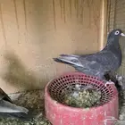 جوز قطايف الخرج