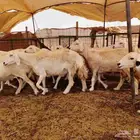 ضان حرية صنف