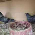 للبيع حمام قطايف الخرج