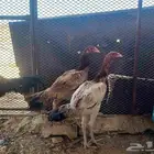 دجاج بكستاني وسندي