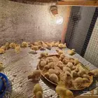 صوص سمان تكساس