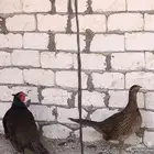 بيض مخصب الفزان المنغولي مطوق الرقبة و الفزان الاخضر