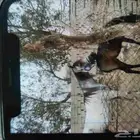 فرس للبيع بيش