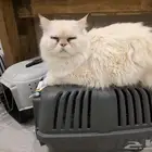 قط ذكر للتبني هملايا اورنج