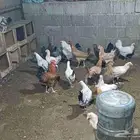 10 حبيت دجاج بلدي بيض و 10 حبيت دجاج بلدي بشاير