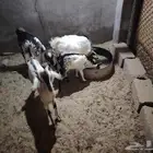 تيوس حريه بلدي