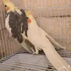 الطائف