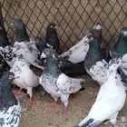 حمام باكستاني