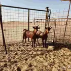 تيوس جنوبية (دهم)