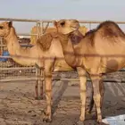 قعدان حشو ممتازة