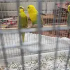 طيور البادجي او طيور الحب
