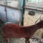 طلي سواكن