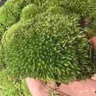 نبات كوشن موس