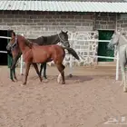 افراس للبيع