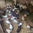 حمام للبيع