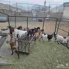 بهم مندي للبيع العدد 11