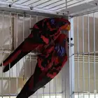 جوز لوري بلو استريك منتج